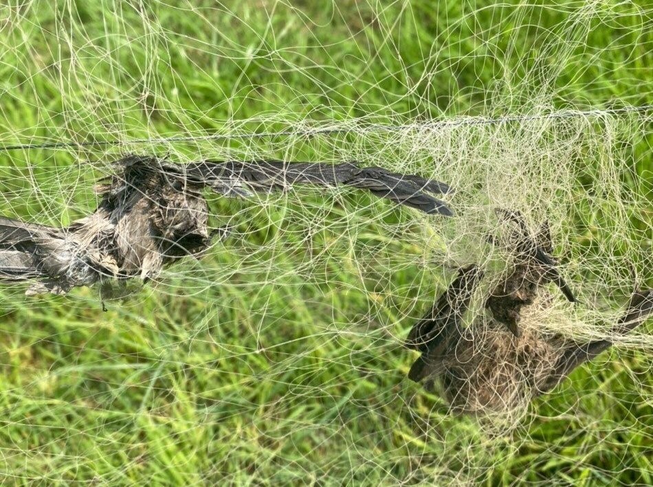 The swiftlet was killed by a net trap. Photo: DK.
