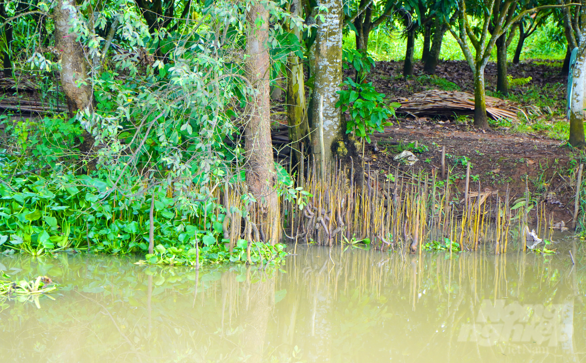 Huyện Lai Vung đã trồng 5.000 cây bần dọc các tuyến kênh, rạch có nguy cơ sạt lở. Ảnh: Lê Hoàng Vũ.