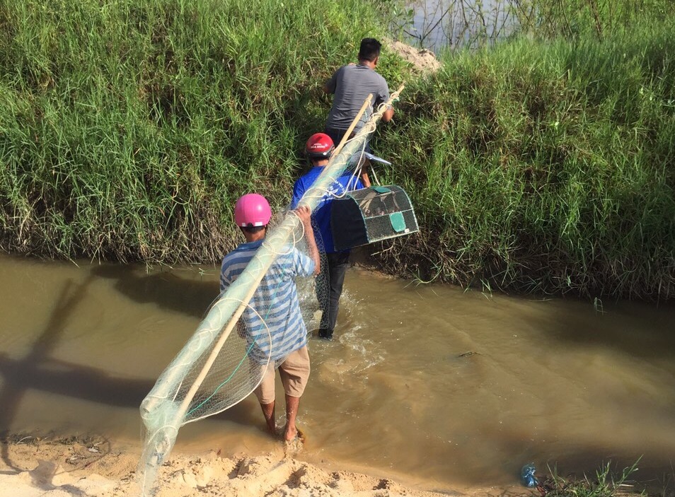 Việc giảm đàn yến có nguyên nhân do bẫy chim. Ảnh: KS.