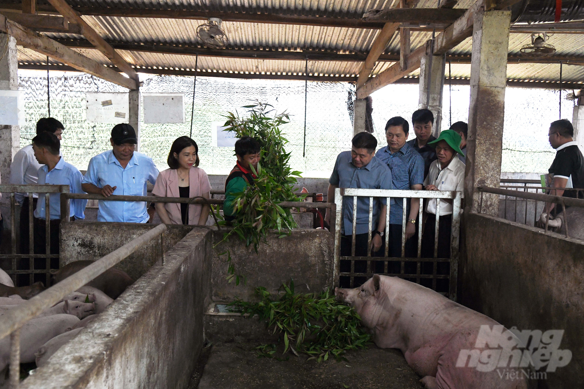 Đoàn công tác Trung tâm Khuyến nông Quốc gia thăm mô hình chăn nuôi lợn thịt theo hướng hữu cơ tại huyện A Lưới. Ảnh: Công Điền.