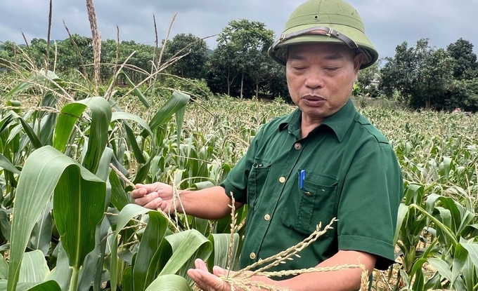 Nhiều diện tích ngô trên địa bàn tỉnh Lào Cai bị thiệt hại do hạn hán, thiếu nước. Ảnh: Thanh Tiến.