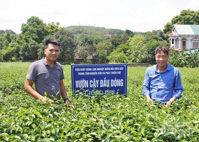 The Northern Mountainous Agriculture & Forestry Science Institute has 'released' many sets of high-yield and high-quality tea varieties. Photo: Trung Quan.