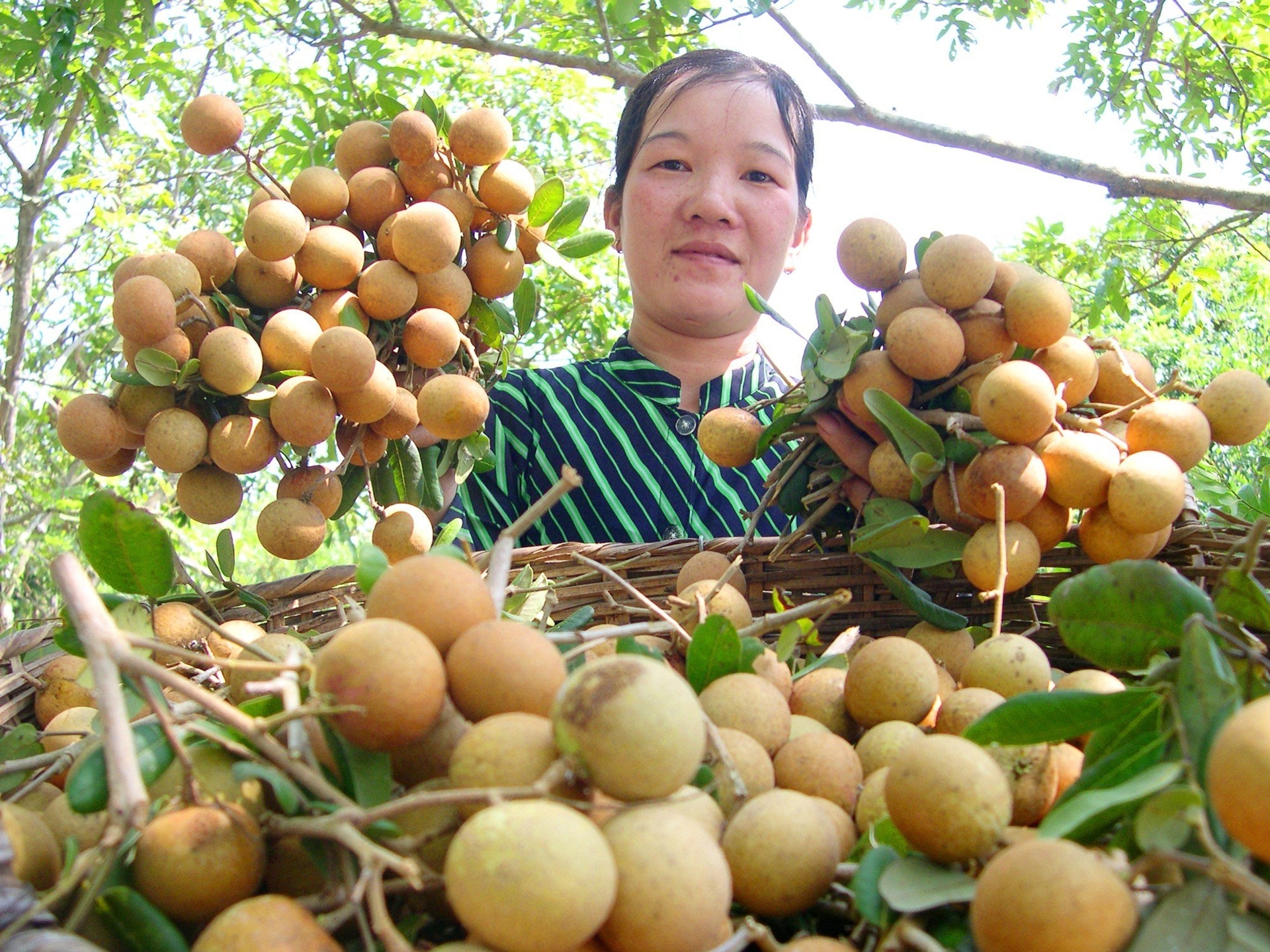 Trái thanh nhãn sản xuất tại HTX Cây ăn trái Thái Thanh ở huyện Cờ Đỏ cho chất lượng ngon đặc biệt. Ảnh: Lê Hoàng Vũ.