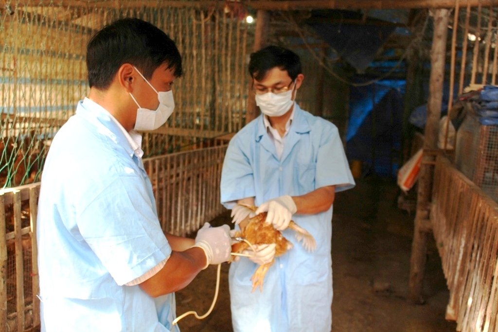 Hộ chăn nuôi gia cầm ở Bình Định thực hiện tiêm phòng vacxin theo đúng quy định. Ảnh: V.Đ.T.