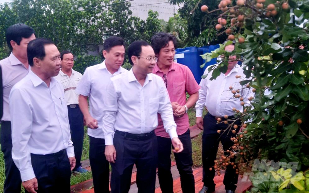 Mr. Nguyen Van Hieu, Secretary of the Can Tho City Party Committee (wearing glasses), visits Thai Thanh Fruit Cooperative in Co Do district. Photo: Le Hoang Vu.