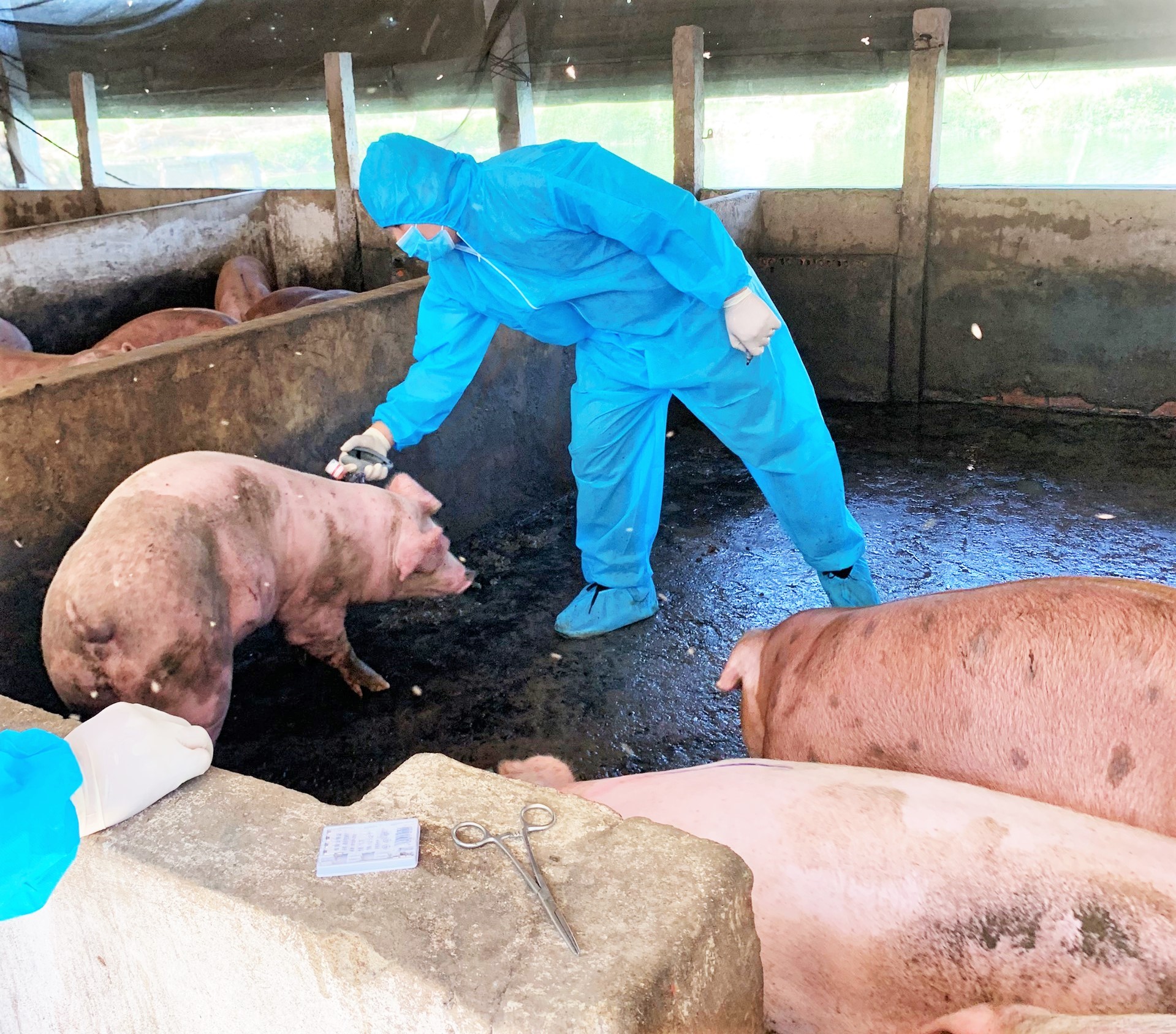 Monitoring results show that both AVAC ASF LIVE and NAVET-ASFVAC vaccines are safe in pigs injected at all farms and have a good immune response. Photo: TQ.