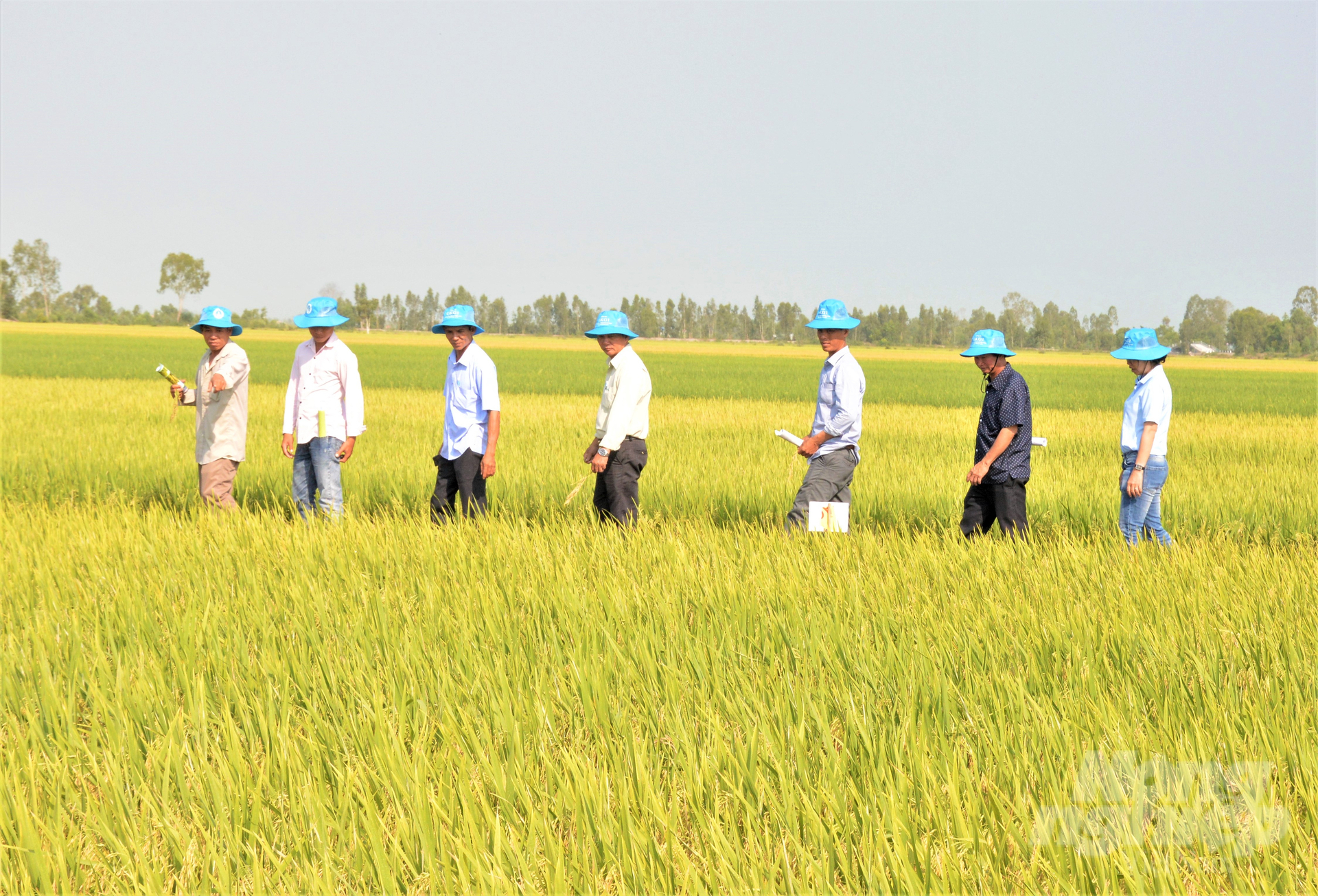 Dấu ấn từ Dự án VnSAT vẫn còn in đậm trên những cánh đồng lúa bạt ngàn của tỉnh Kiên Giang, không chỉ là những công trình hạ tầng được đầu tư, mà quy trình sản xuất lúa tiên tiến, giảm phát thải vẫn được bà con nông dân tiếp tục duy trì, mang lại hiệu quả thiết thực. Ảnh: Trung Chánh.