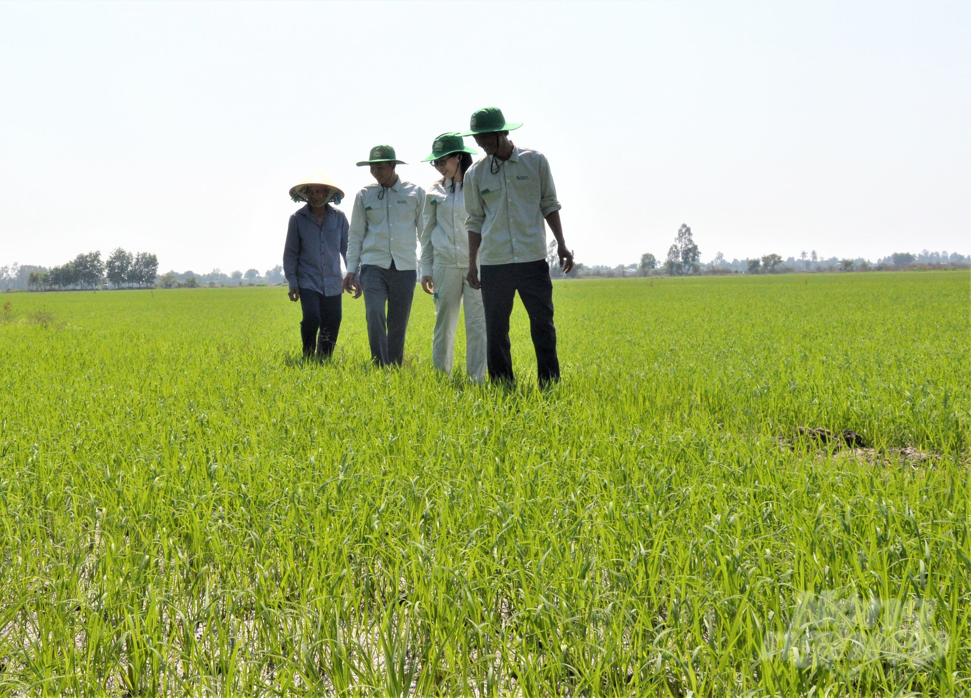 Lực lượng khuyến nông cộng đồng hỗ trợ nông dân áp dụng các tiêu chuẩn sản xuất lúa bền vững, thích ứng với biến đổi khí hậu, giảm phát thải khí nhà kính, nâng cao thu nhập. Ảnh: Trung Chánh.