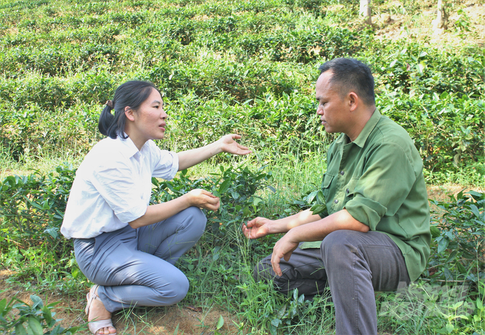 An staff of the Northern Mountainous Agriculture & Forestry Science Institute (left) providing instructions on cultivation techniques for new tea varieties in Long Coc commune. Photo: Trung Quan.