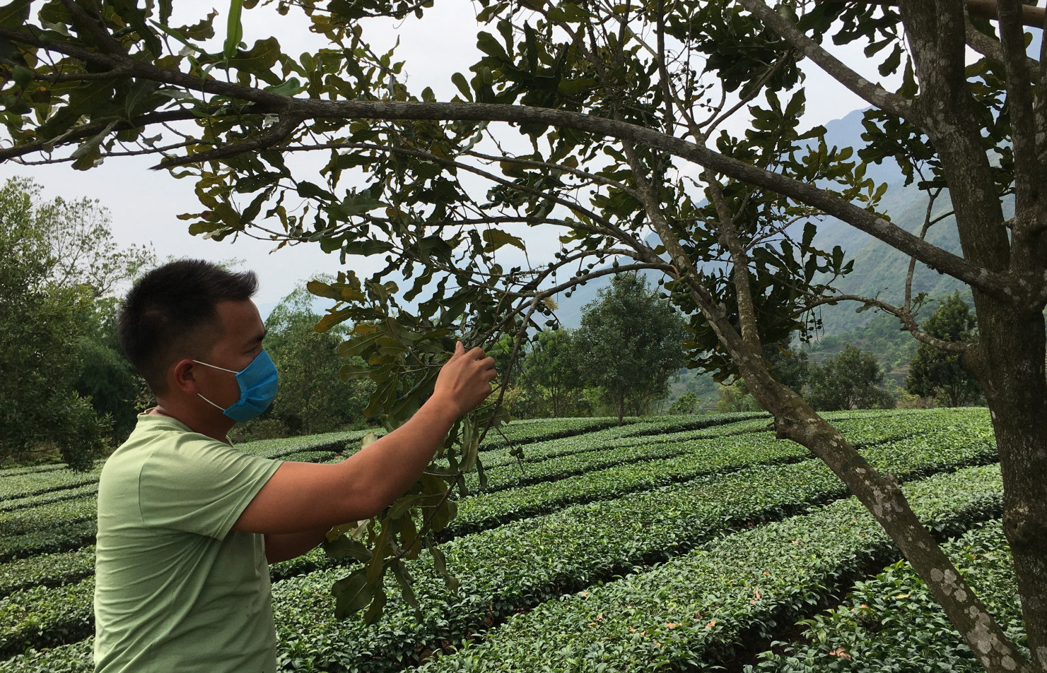 Cây mắc ca được trồng xen với cây chè ở xã Bản Bo (huyện Tam Đường, Lai Châu) cho năng suất khá cao, vừa giúp che bóng cho cây chè. Ảnh: T.L.