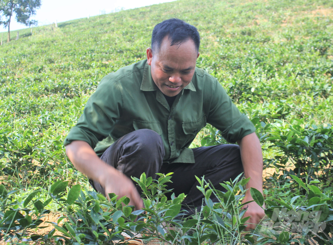 Mr. Ha Van Nui, a tea farmer from Mang 1 hamlet, Long Coc commune, is excited because the new tea varieties have higher yield and quality compared to the former midland tea varieties. Photo: Hoang Anh.