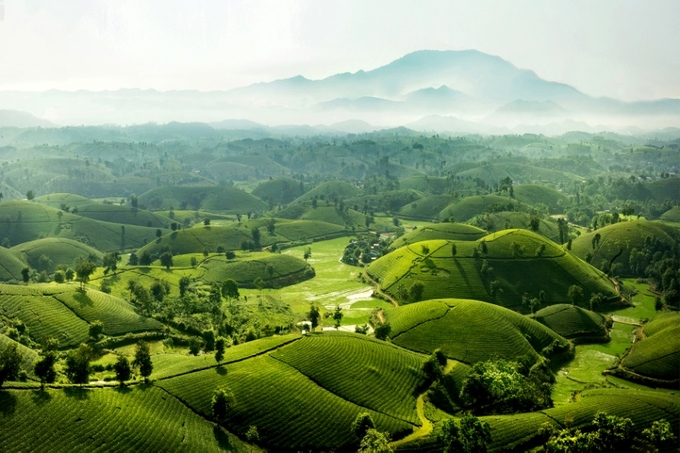 The beautiful landscape of Long Coc tea production area.