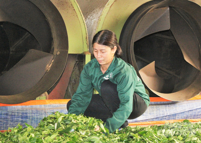 The new batch of tea varieties have elevated the Da Hen tea brand. Photo: Trung Quan.