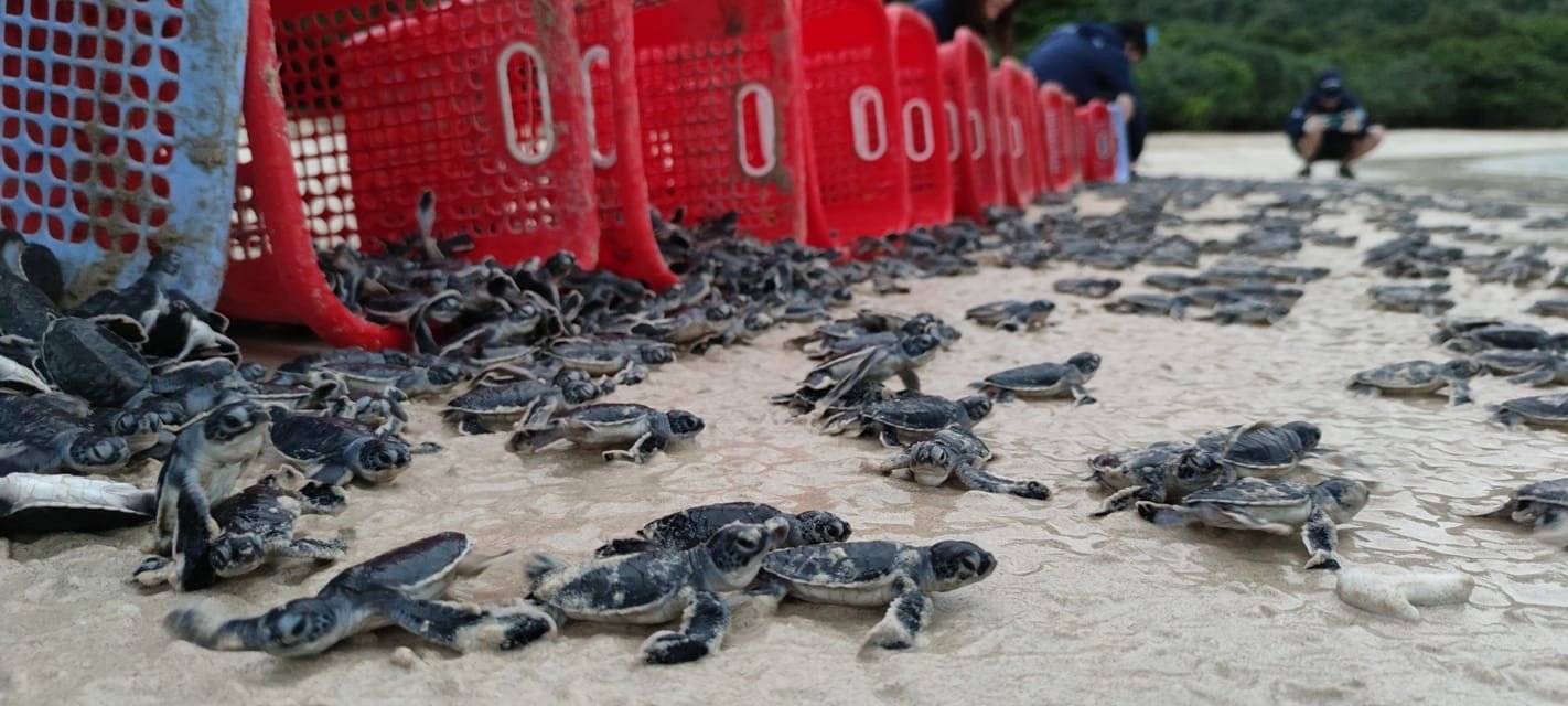The conservation program of Vietnam's endangered turtle species to 2025, with a vision to 2030 is the legal basis for implementing sea turtle conservation activities in Vietnam.