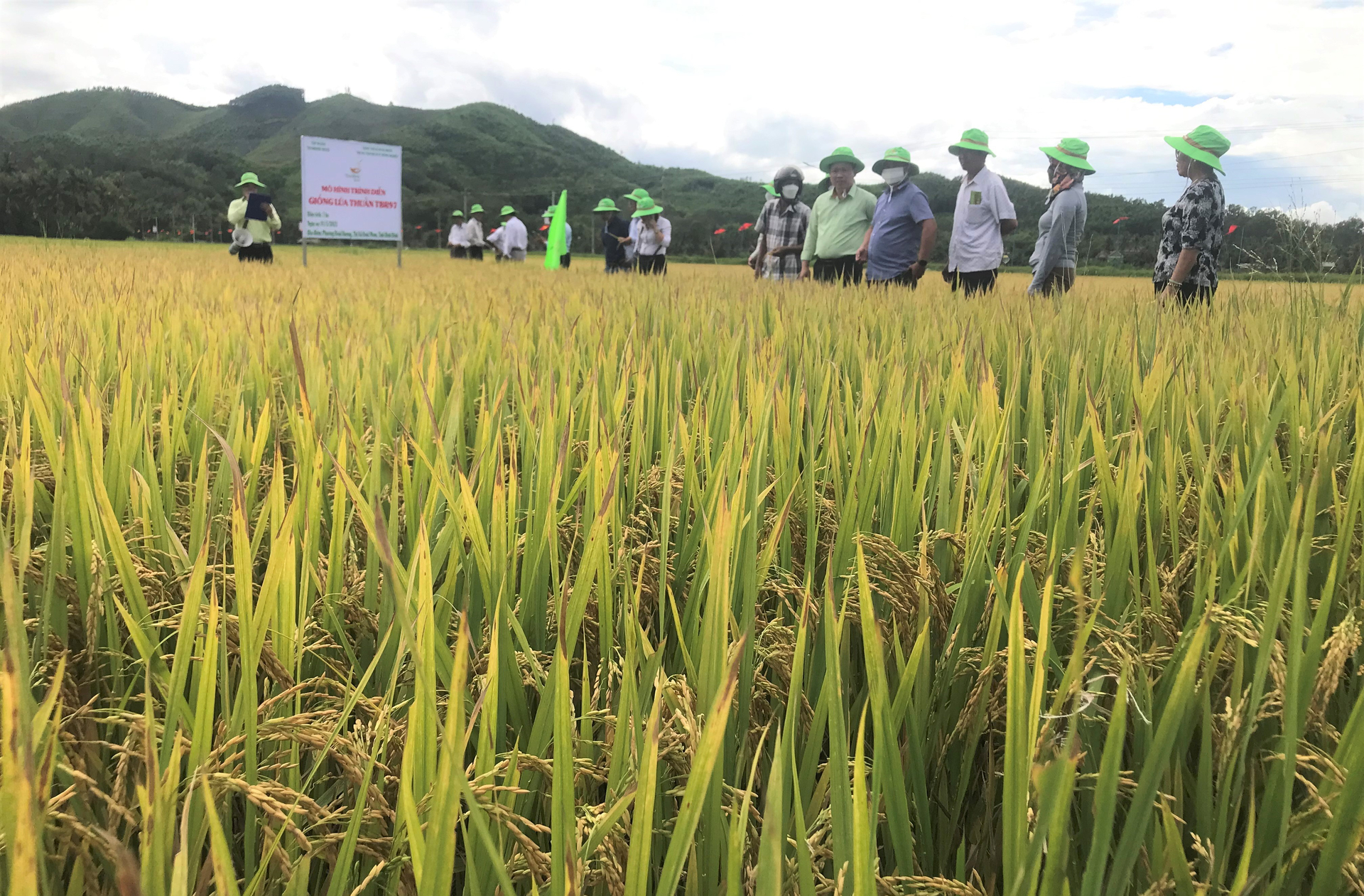 Trung tâm Dịch vụ nông nghiệp thị xã Hoài Nhơn (Bình Định) tổ chức tham quan ruộng sản xuất giống lúa TBR97 tại HTX Nông nghiệp Hoài Hương. Ảnh: V.Đ.T.