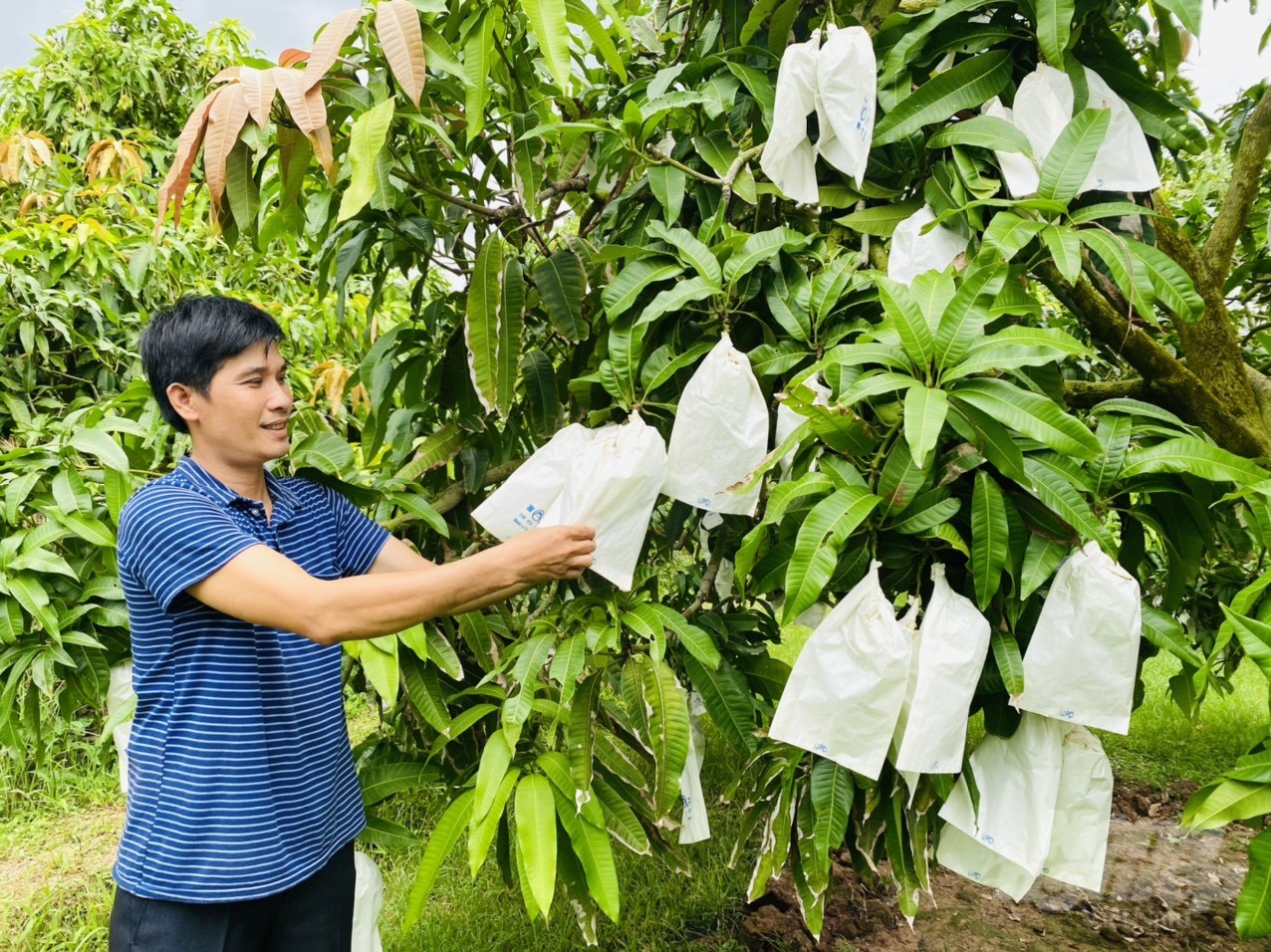 It is expected that by 2025, the area of fruit trees in Dong Thap province will reach over 46,400 ha. Photo: Le Hoang Vu.