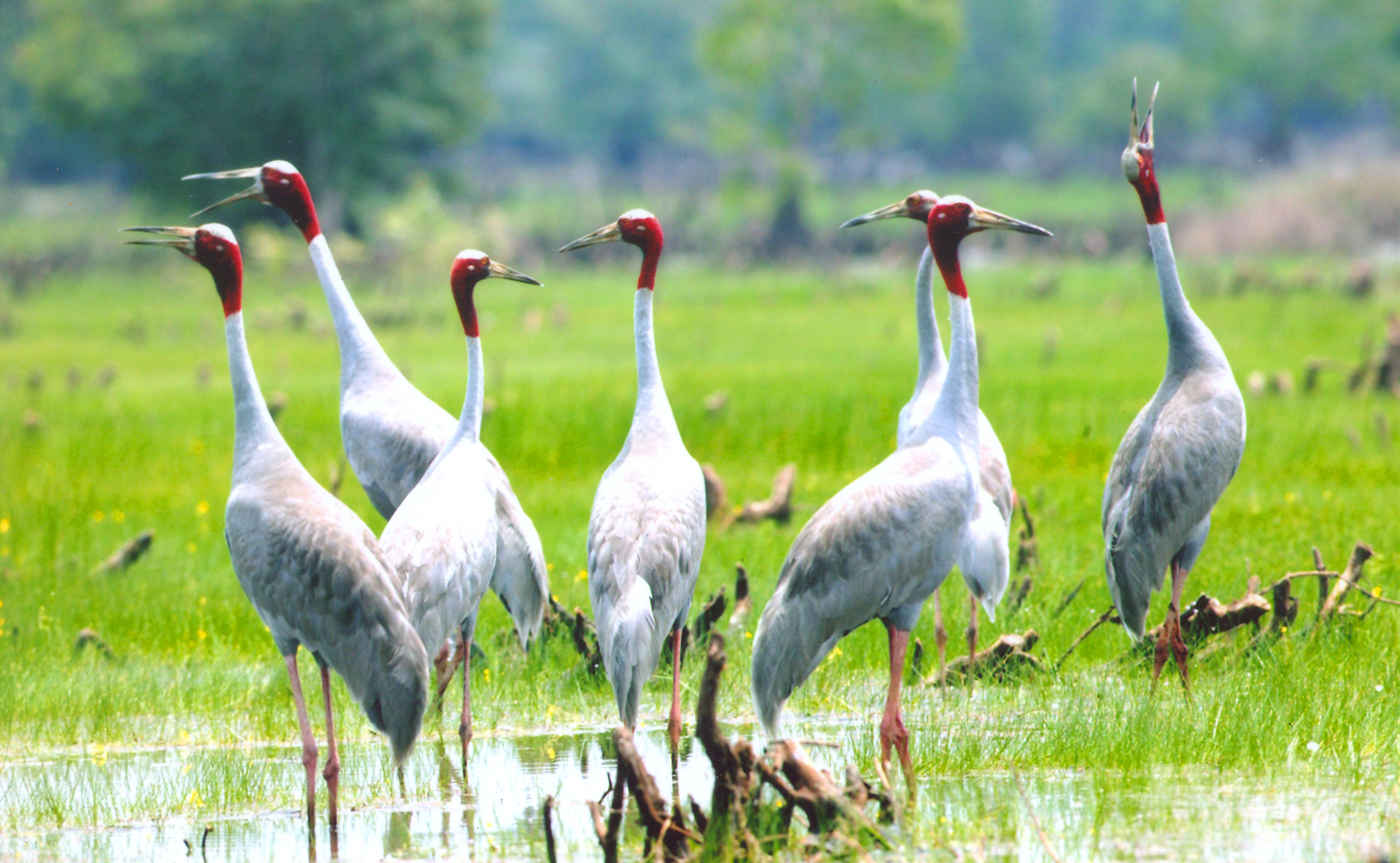 Dong Thap is currently designating area A4 of Tram Chim National Park as a location to rear and release cranes into the wild. Photo: Le Hoang Vu.