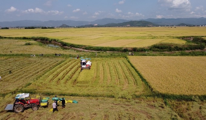 Phu Yen has flat fields that are very convenient for rice production. Photo: Kim So.