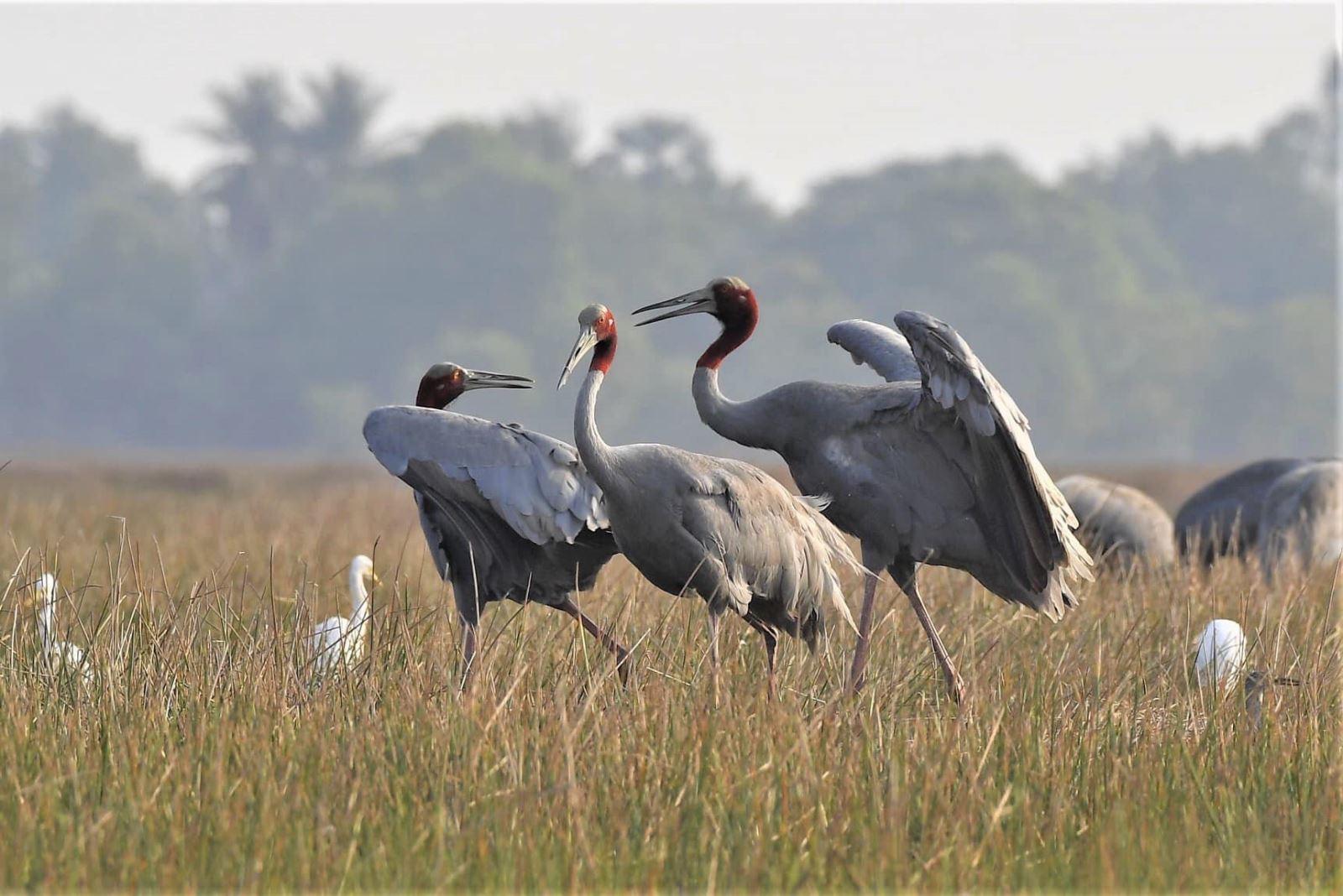 In recent years, climate change and the environment have become complicated. This indirectly causes the herd of red-crowned cranes in Southeast Asia and Vietnam to decrease.