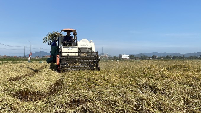Currently, rice production in Phu Yen still has a lot of limitations, and the production of high-quality varieties is also limited. Photo: Mai Phuong.