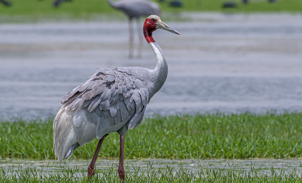 Rice cultivation areas in the direction of favorable weather and even moorland are ideal environments to attract herds of red-crowned cranes.