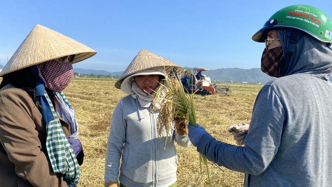 Phu Yen province is creating a breakthrough by attracting enterprises to invest in rice production. Photo: Kim So.