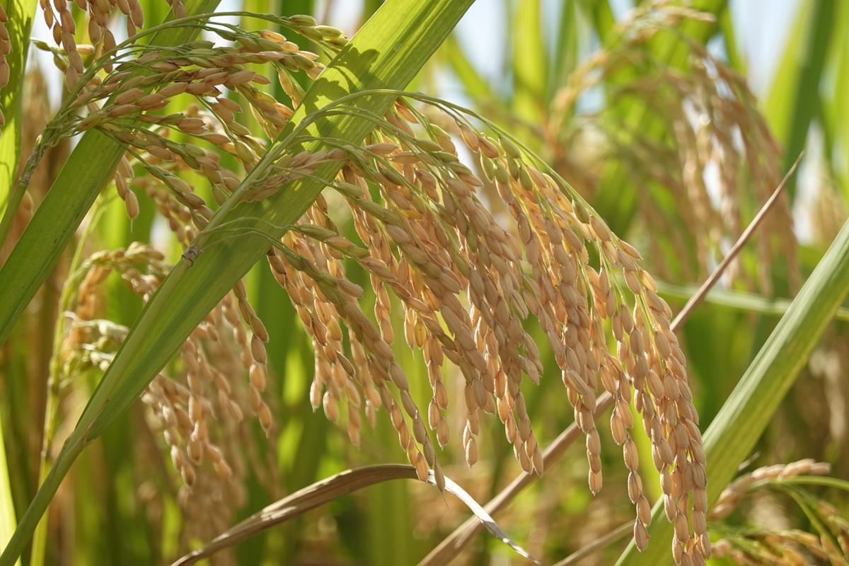 Phát hiện đã đặt nền móng cho việc tạo ra các giống lúa siêu năng suất thế hệ tiếp theo.