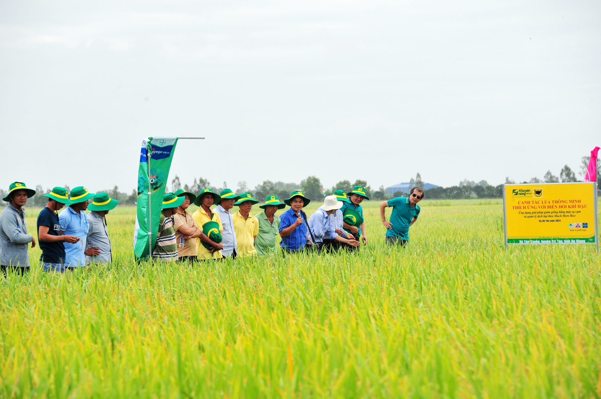 Fields using cluster sowing machines has their rice grown healthily, with hard stems and straight leaves. Photo: Le Hoang Vu.