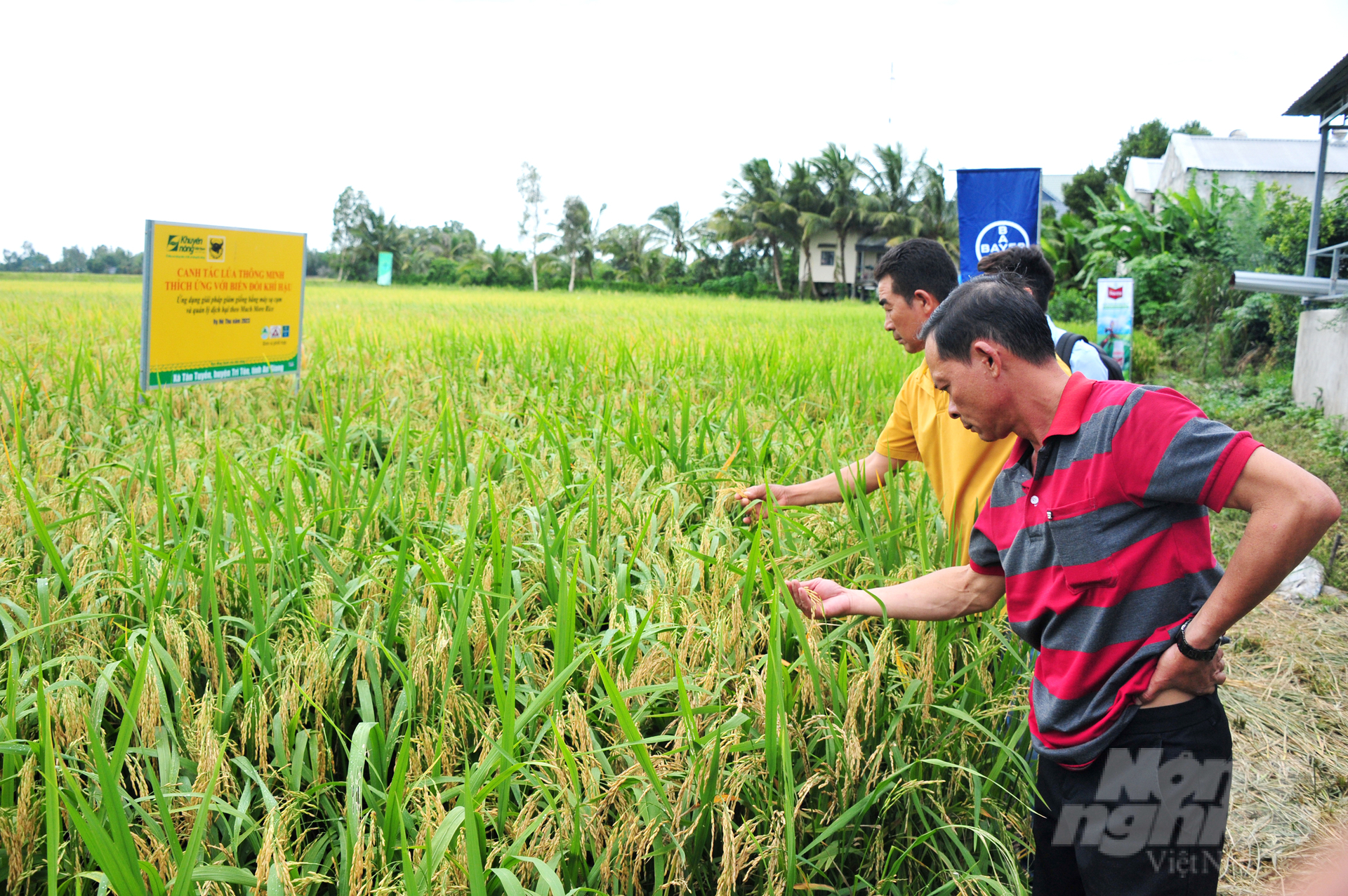 The field applying cluster sowing machine is very airy, the rice has strong tillering, the rice spikelet is large and even, free from pests and diseases. Photo: Le Hoang Vu.