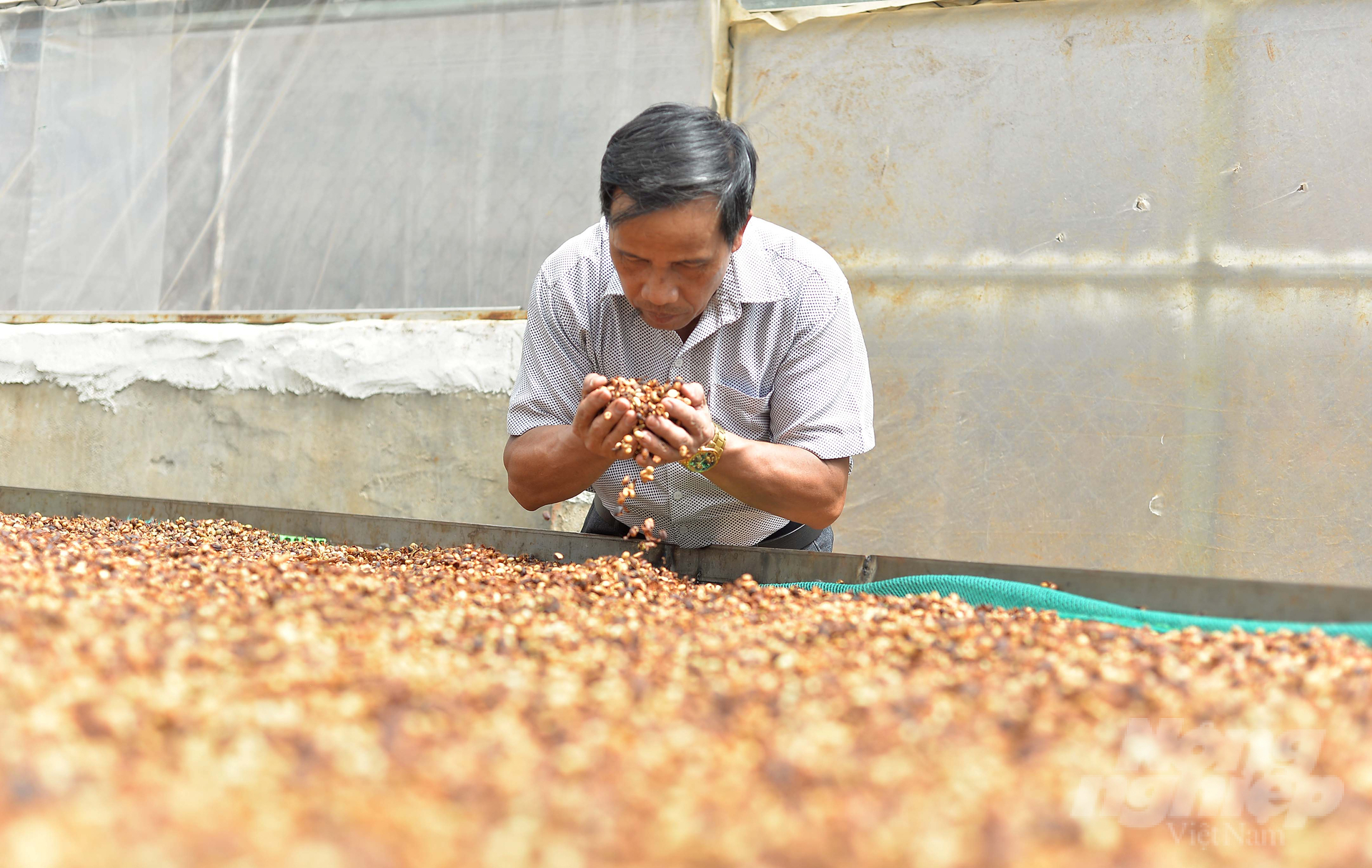 Cà phê robusta được thị trường quan tâm, giá cả được cải thiện giúp nông dân Lâm Đồng cải thiện nguồn thu nhập. Ảnh: Minh Hậu.