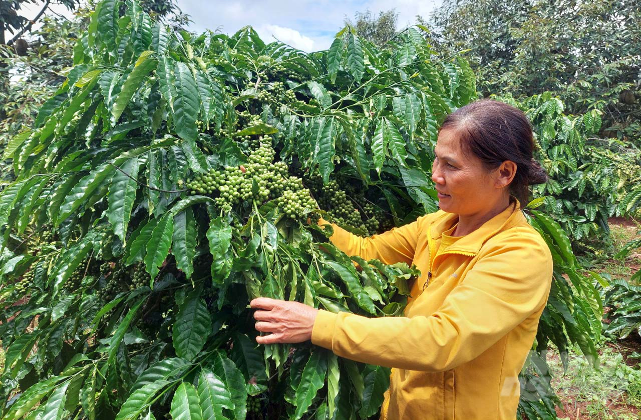 Các hợp tác xã, doanh nghiệp ở Đắk Lắk đang tập trung sản xuất cà phê chất lượng cao đáp ứng nhu cầu thị trường. Ảnh: Minh Quý.