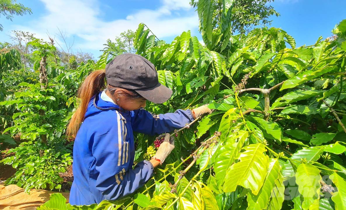 Đắk Lắk là địa phương có hơn 200 nghìn ha cà phê với tổng sản lượng hàng năm ước đạt khoảng 460 nghìn tấn. Ảnh: Minh Quý.