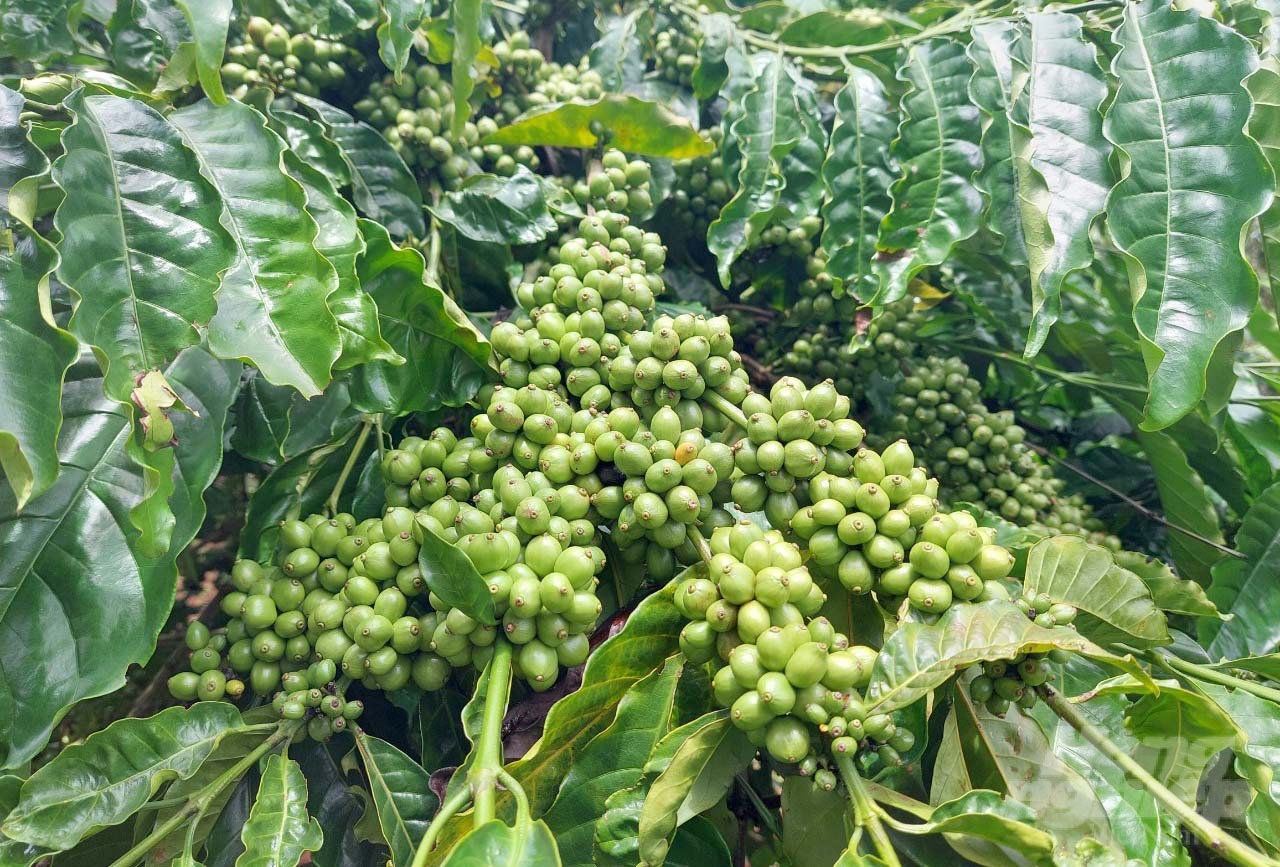 Nông dân ở Đắk Lắk hiện tập trung canh tác cà phê theo các trình như 4C, UTZ Certifed, RFA, FLO... nhằm nâng cao chất lượng sản phẩm. Ảnh: Minh Quý.