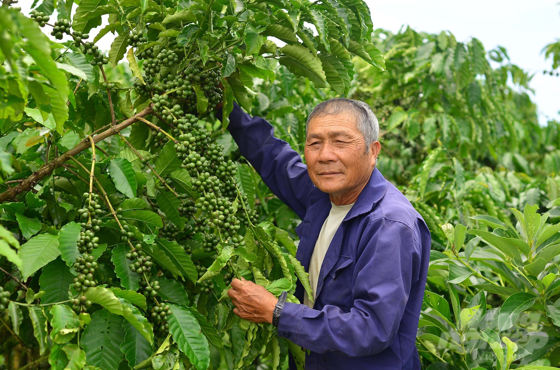Tỉnh Lâm Đồng đã tập trung xây dựng các mô hình cà phê ứng dụng công nghệ cao với tổng quy mô gần 2 nghìn ha. Ảnh: Minh Hậu.
