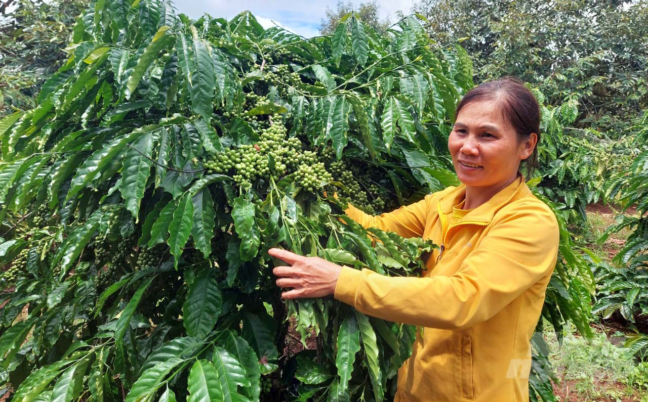 Hiện nay, nông dân sản xuất cà phê ở Đắk Lắk thực hành sản xuất theo các tiêu chuẩn nông nghiệp như 4C, UTZ... nhằm nâng cao giá trị sản phẩm. Ảnh: Minh Quý.