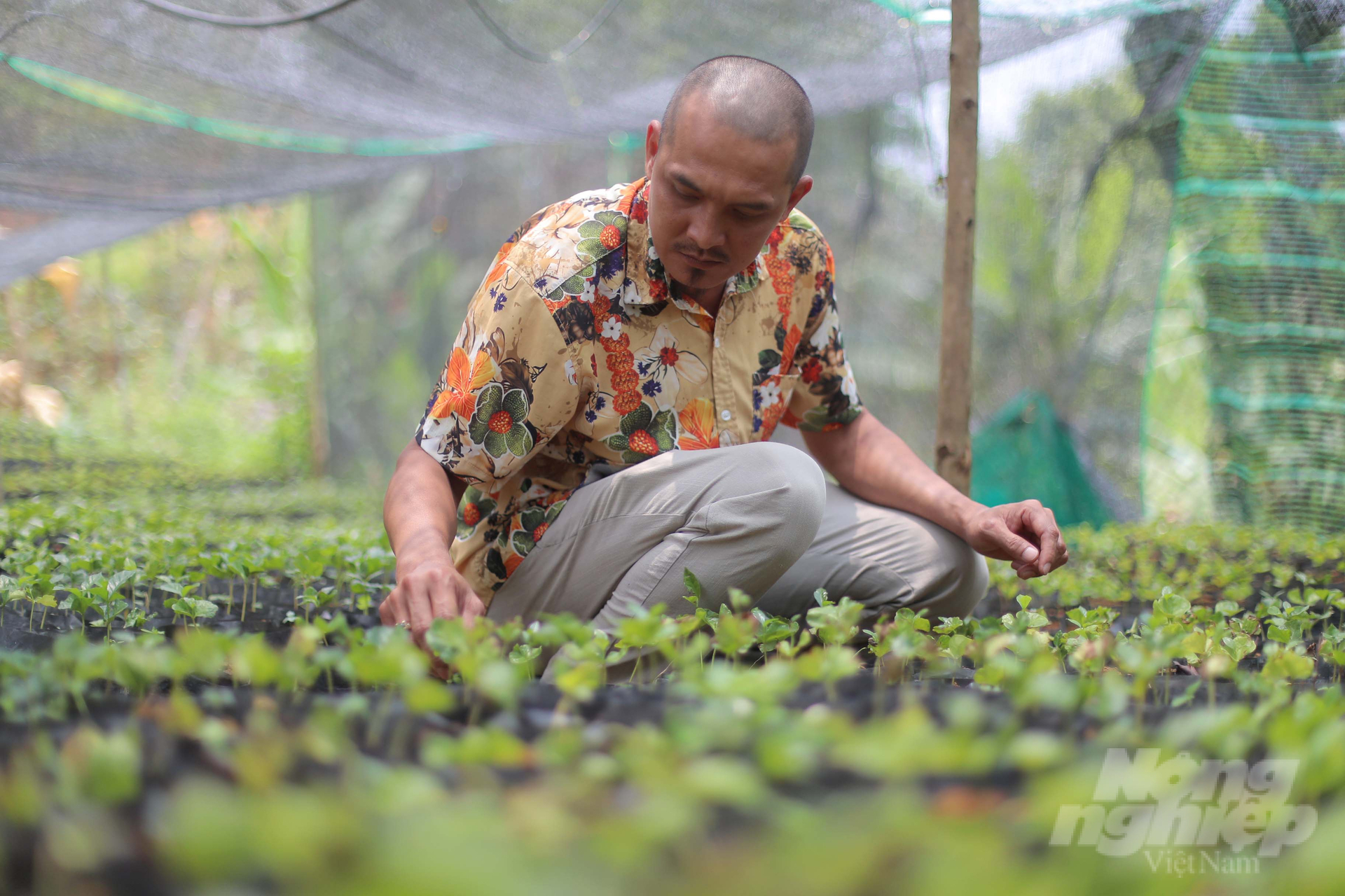 Mô hình sản xuất, tuyển chọn cây giống cà phê chất lượng cao ở Lâm Đồng. Ảnh: Minh Hậu.