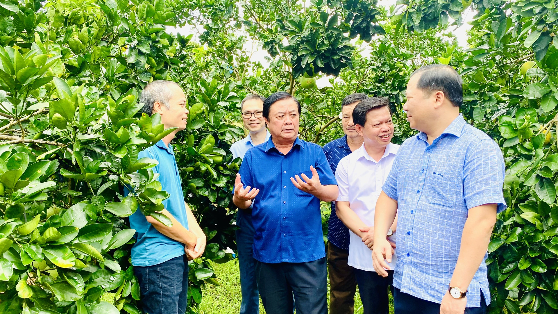 Bộ trưởng Lê Minh Hoan cùng lãnh đạo tỉnh Hòa Bình thăm một trang trại trồng bưởi tại Hòa Bình. Ảnh: Minh Phúc.