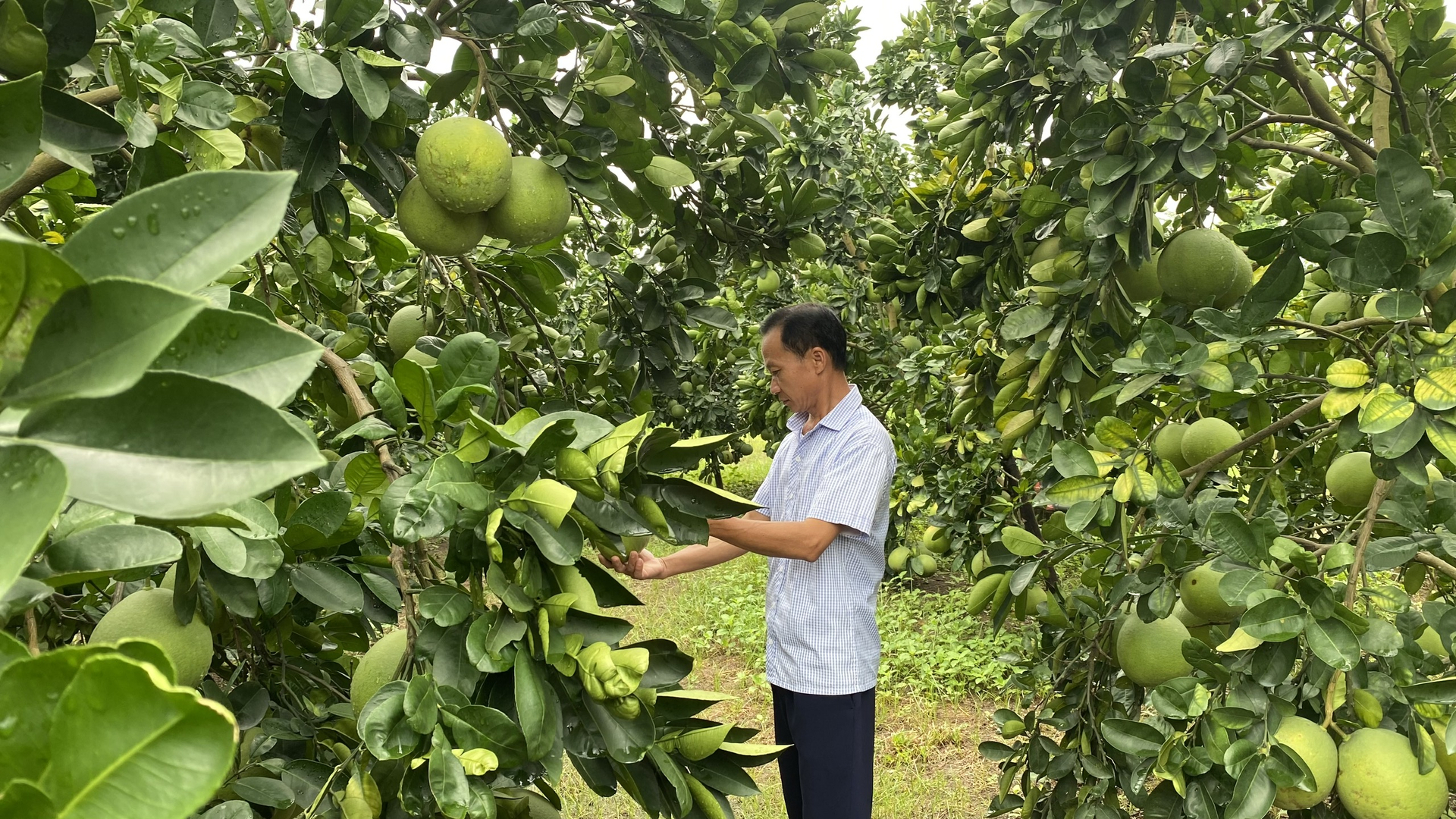 Một số trang trại trồng cây ăn trái muốn phát triển theo hướng kết hợp du lịch trải nghiệm, nhưng vướng một số quy định về xây dựng. Ảnh: Minh Phúc.