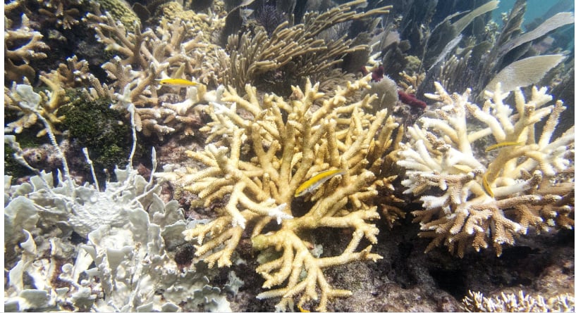 Các rạn san hô bị tẩy trắng thảm khốc do nhiệt độ nước biển tăng cao.