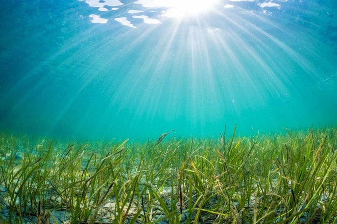 Khi mùa thu đến, những hạt cỏ biển được trả lại cho đại dương.