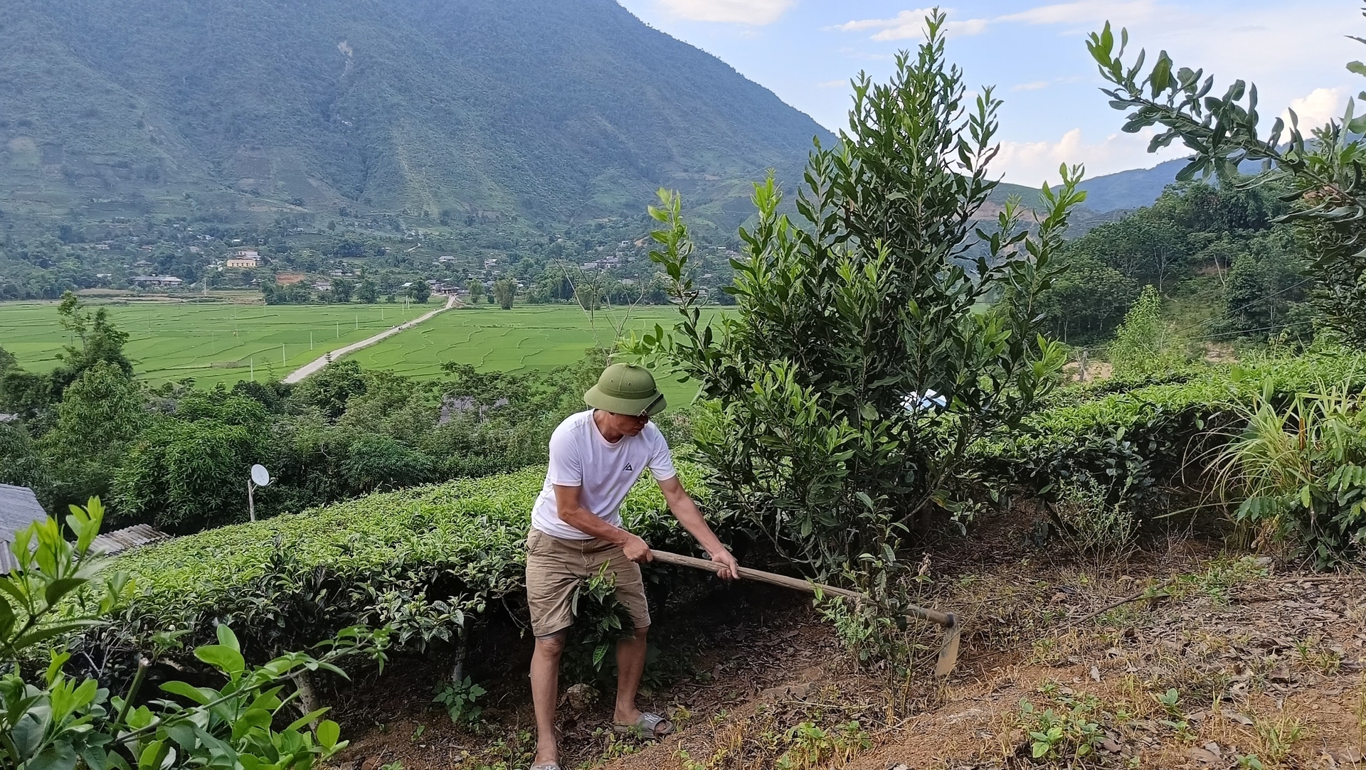 The macadamia tree is promising and marketable. However, farmers should not spontaneously grow macadamia without appropriate ecological assessment and no basis for affirming its effectiveness. Photo: Kien Trung.