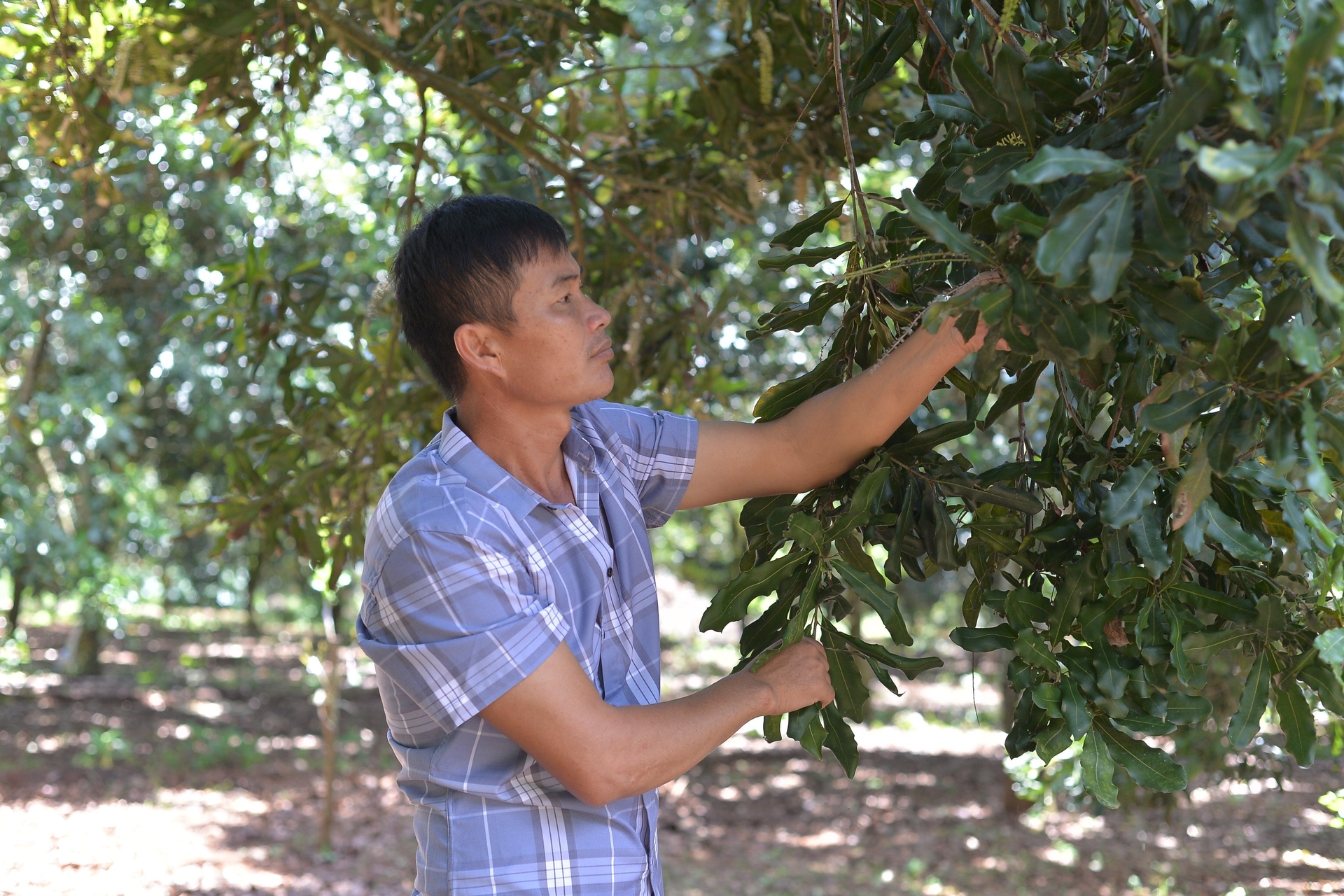 Macadamia trees have strict climate requirements, especially when flowering and fruiting, so not everywhere can be suitable for growing macadamia. Photo: Hoang Anh.