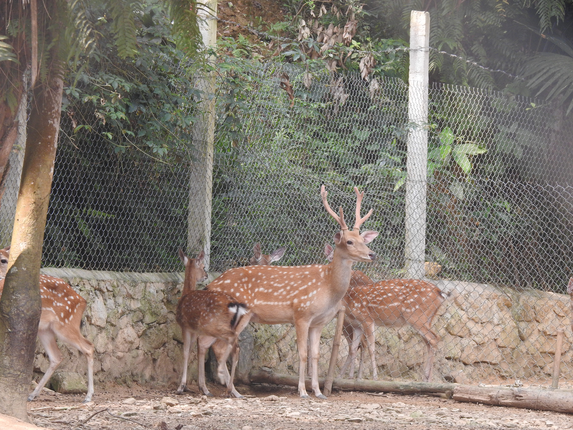 The male deer included in the selection are velvet exploiters with a yield of 1.2 kg/year or more. Photo: Thanh Nga.