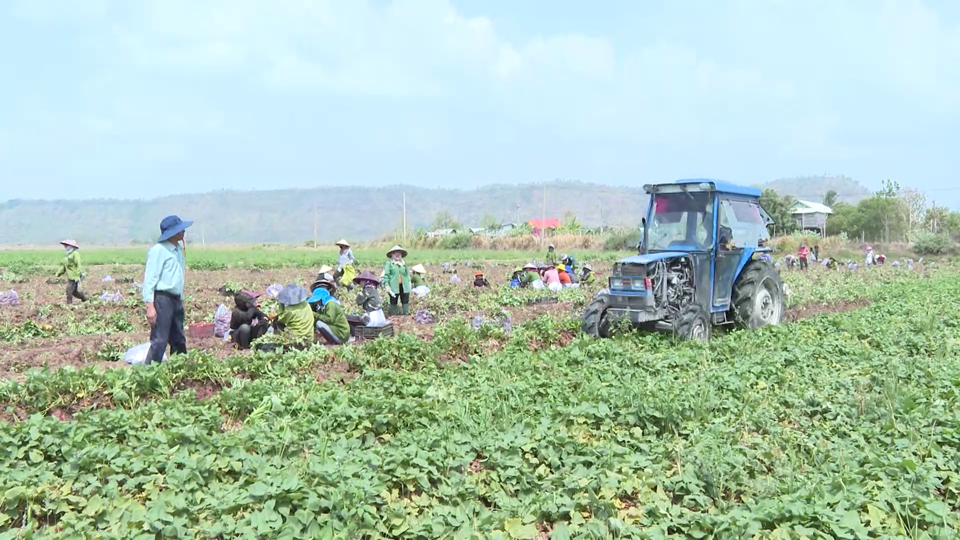 Các HTX nông nghiệp ở Gia Lai ngày càng có chuyển biến tích cực trong hoạt động, góp phần thúc đẩy phát triển sản phẩm chủ lực của địa phương. Ảnh: Đăng Lâm.