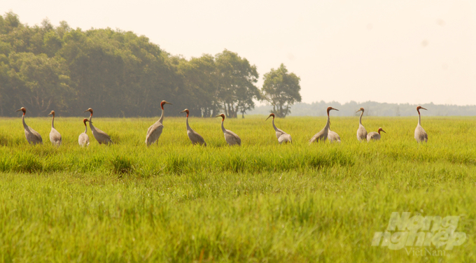 The Red-crowned Crane Conservation and Development Project is implemented by Dong Thap Province, with the hope of creating a large population of cranes as well as attracting wild cranes to Tram Chim National Park. Photo: Hoang Vu.