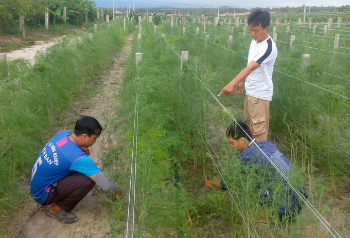 Mô hình trồng măng tây xanh theo hướng hữu cơ trên nền đất cát của gia đình ông Phạm Văn Gia, xã Chí Công, huyện Tuy Phong. Ảnh: MP.