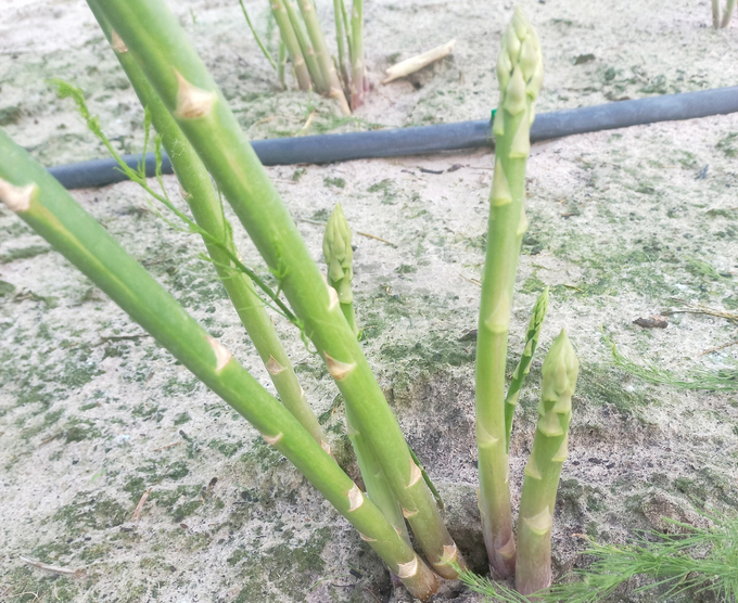 Green asparagus is more effective than other crops grown in arid soils. Photo: MP.