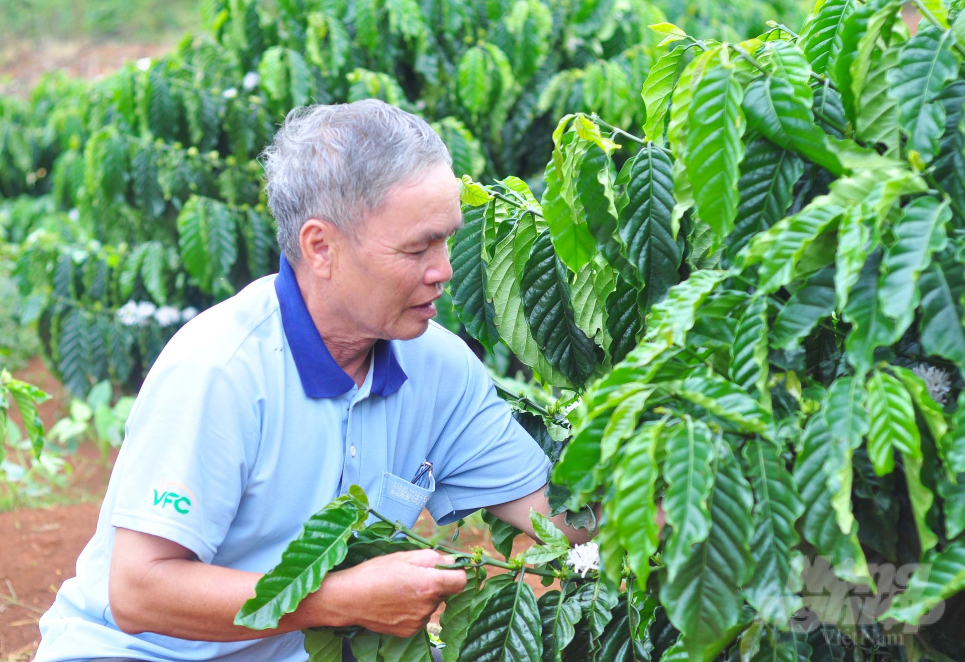 Lam Dong currently has about 176,000 ha of coffee, of which Robusta coffee accounts for over 160,000 ha. Photo: Minh Hau.