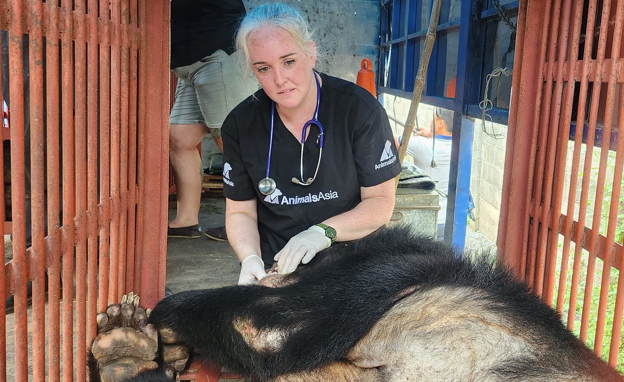 Bác sĩ thú y khám sức khỏe cho cá thể gấu ngựa được cứu hộ tại Bình Dương. Ảnh: AAF.