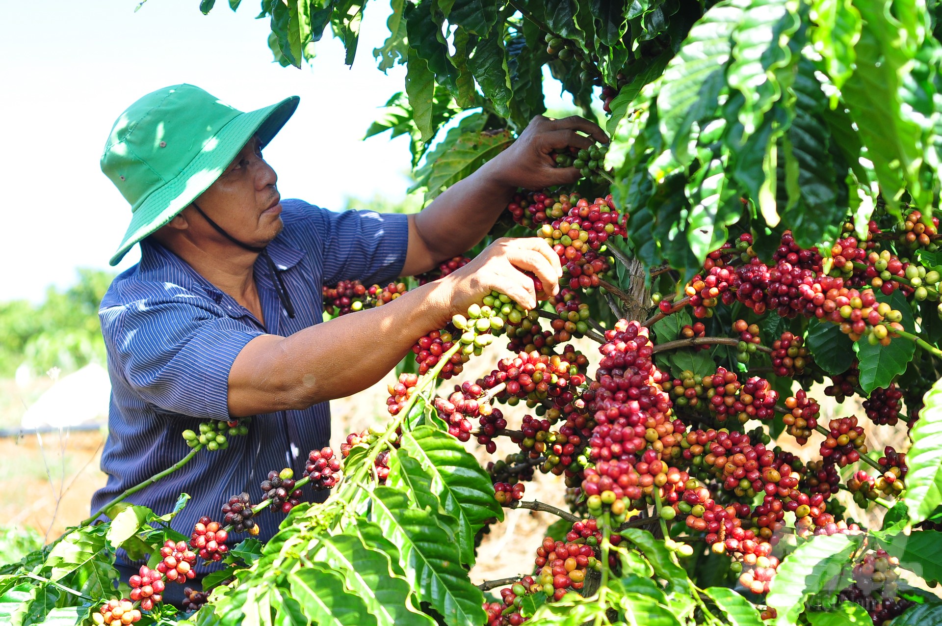 Robusta coffee is also resistant to pests and diseases and has good adaptation to climate change. Photo: Minh Hau.